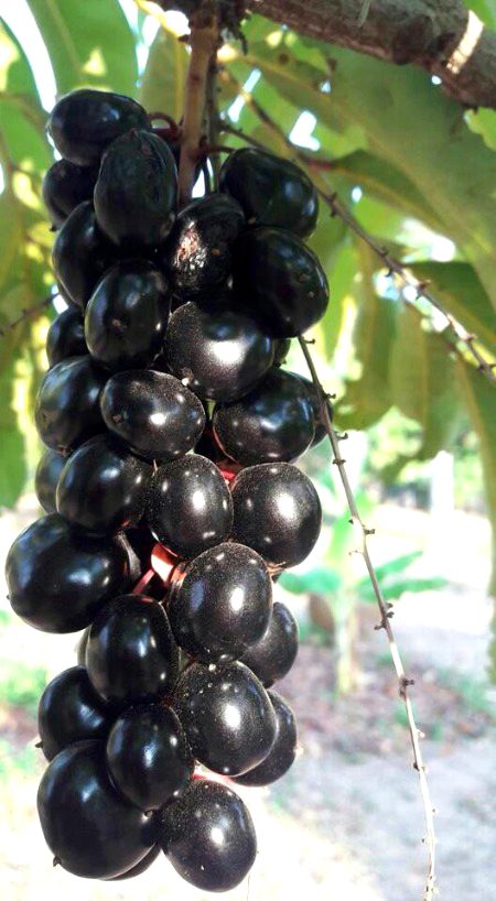 🔥🔥جامن🔥🔥