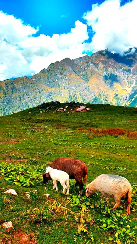 A top mountain view amazing trek of bhunbhuni where i got innocent  animals 18 september 2017