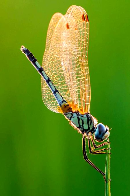 What u say ur own language