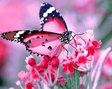 محبت اس کو بھی تو کہتے ہیں
اس کے نام _ پہ سب لکھنا
پر اس کا __ نام نہ لکھنا...💕
🙃