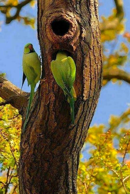 *ناراض طوطی، پریشان طوطا*
*اس تصویر سے ایک چھوٹا سا پیغام۔*
*میاں بیوی میں سے کوئی اگر ناراض ہو بھی جائے تو منانے میں پہل کر لیں  زبان درازی سے اچھا ہے محبت سے روٹھ جائیں شوہر  جلد  منا لیں گے  ۔یہ عمل بھی اللّہ کو بہت پسند ہے کہ ناراضگی کو جلد ختم کر کے. جلد منا لیا جائے💞*