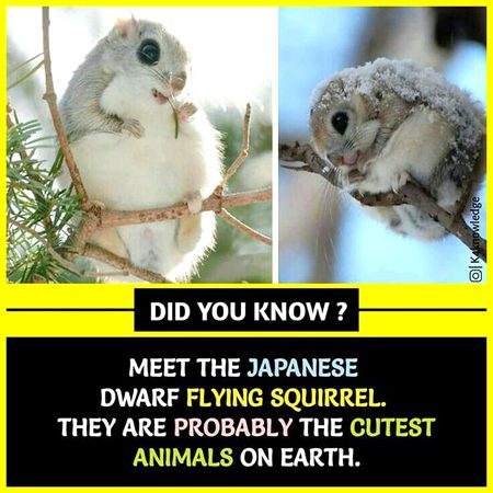 Did you Know