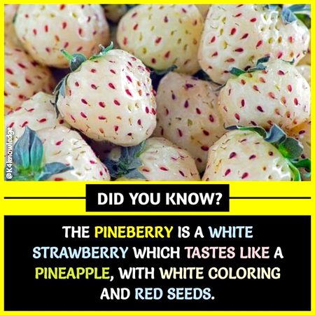 Did you Know