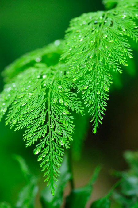 Awosome Nature 🌿🌿