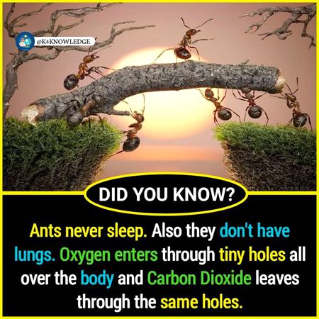 Did you Know