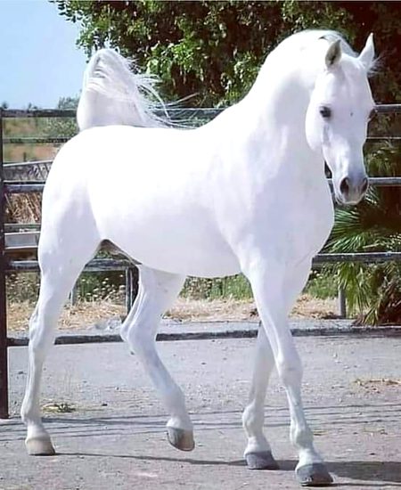 I like horse more than civic any one who agree with me or horse lover👌