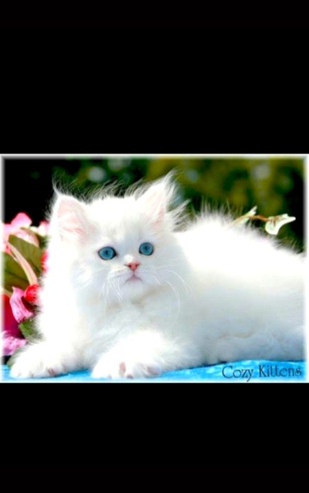 Cute 😘 bili 💓💓