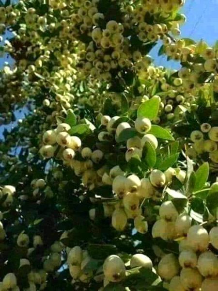 غزہ فلسطین میں امرود کا ایک ایسا درخت ھے جس میں پتوں سے زیادہ پھل پیدا ہوتے ہیں 
زرعی سائنس دان اس درخت پر بہت زیادہ پھلوں کی کثرت کی وجہ تو بیان نہیں کرسکتے ہیں
البتہ
سنا ھے کہ درخت کے مالک کی یہ عادت ھے کہ وہ 
اس درخت کے پھل کا 1/4 حصہ اللہ کے نام پر صدقہ کرتا ھے جس کی وجہ سے درخت میں پھل کی پیداوار پتوں سے زیادہ ہوتی ھے  
یہ یقیناً صدقہ کی برکات ہیں  
سبحان اللہ!.....