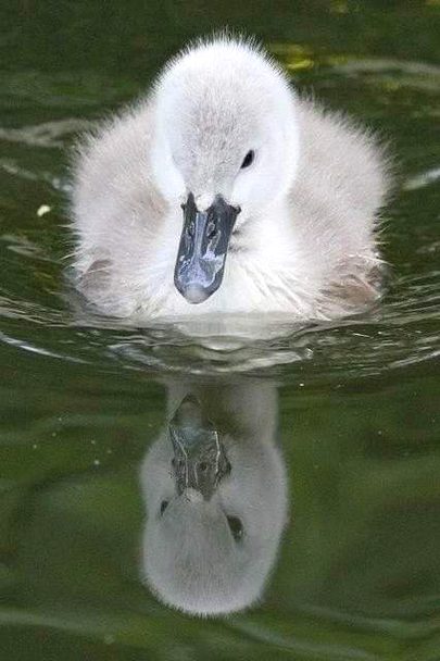 So precious ❤️. Baby swan is seeing it's reflection 🤗