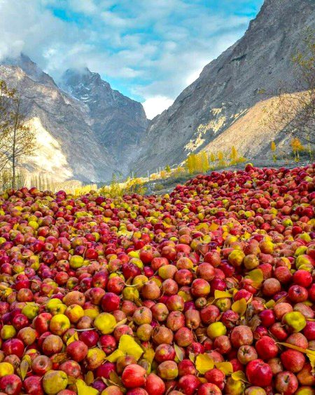 fresh apples in hunza