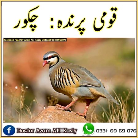 Pak national bird .