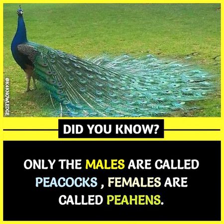 Did you Know