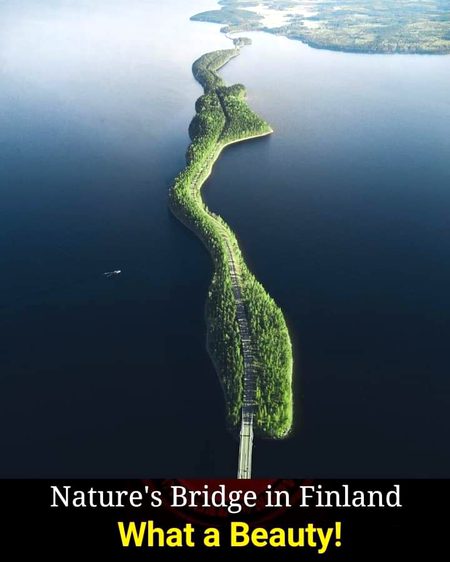Nature Bridge