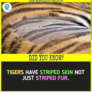 Did you Know