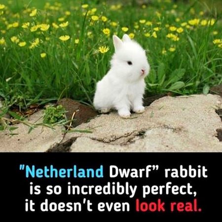Did you Know