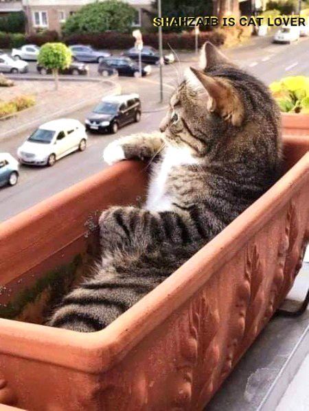 ѕнαнzαιв, Y r u cat lover