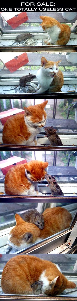 Most Useless cat of the world..Laughed too