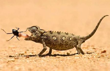 Wild Nature.
You don't have to be hungry to live in nature.
____/It's sad but true!😥😔.....