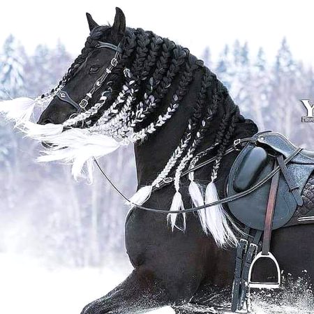 My civic  horses lover