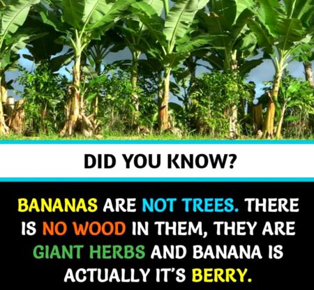 Did u know