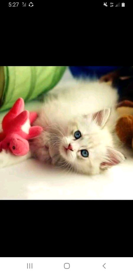 Cute Cate😍😍😍