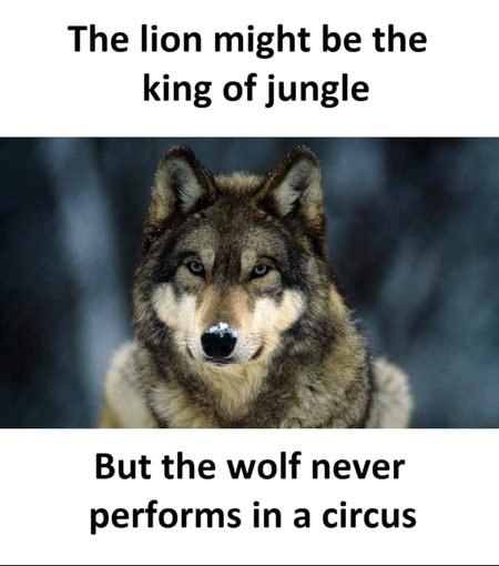 Wolf is Dangerous Hunter