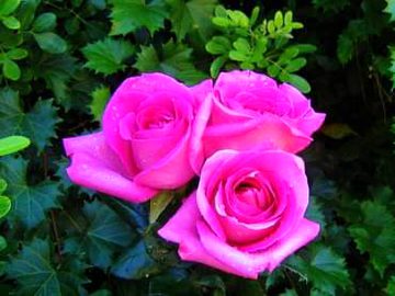 Ye phool Kajol friend ap k liye hin🌹