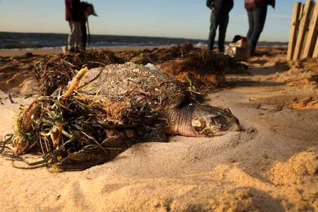 A turtle owned its warm seaweed jacket 🐢🧥

A Kemp's ridleys sea turtle laying in the sand was kept warm by volunteers arriving at the Great Hollow Beach in Massachusetts on Thursday, using a pile of seaweed placed at the top of the turtle shell. Being considered as the world's most endangered sea turtles, Kemp's ridleys were listed in the United States under the Endangered Species Act as endangered throughout its range in 1970, according to Sea Turtle Conservancy.