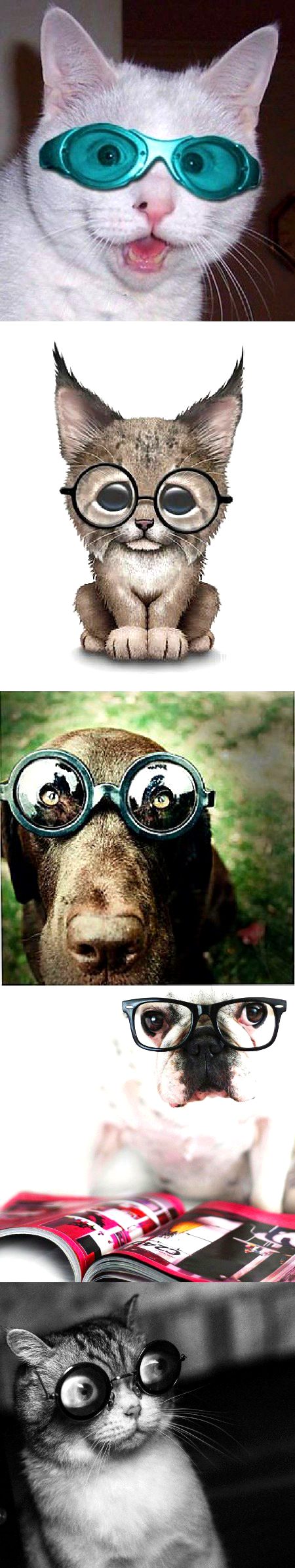 Beautiful cats with glasses..