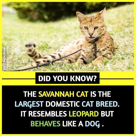 Did you Know