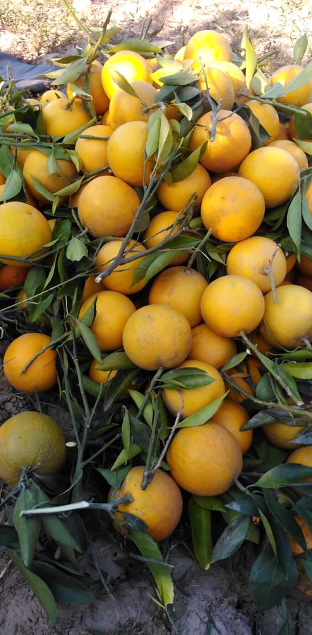 Sargodha ka oranges 😋🤤😋