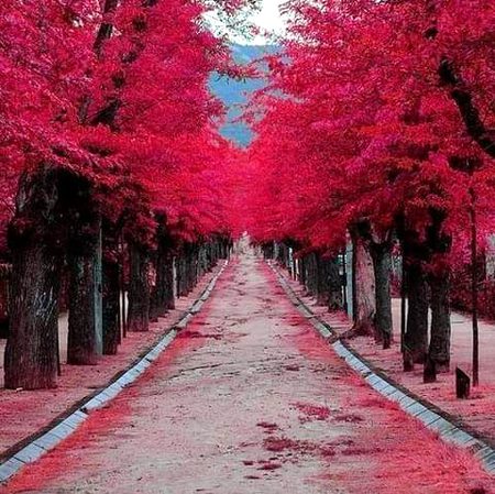 Nature of beauty
