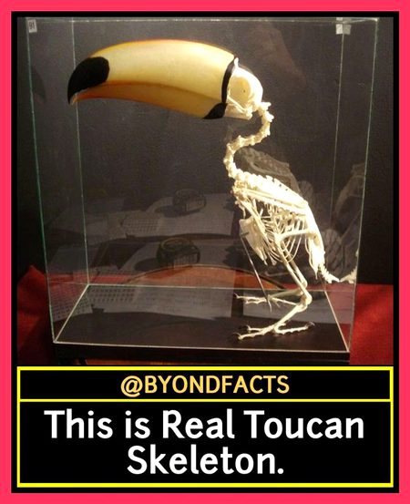 Did you Know
