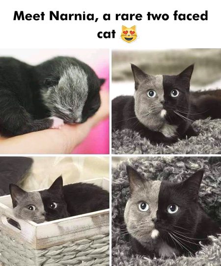 Double Face cat 🤩🤩