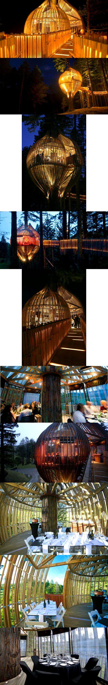 Tree house restaurant