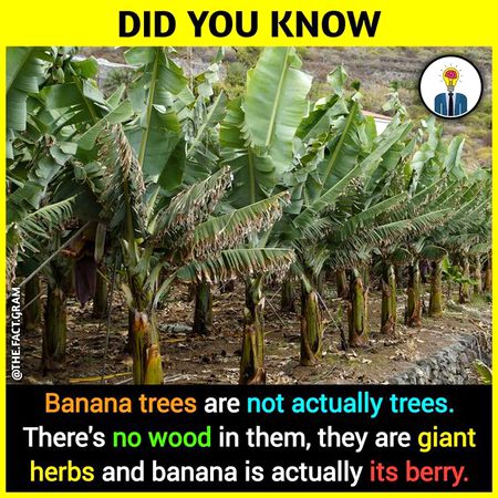 Did you Know