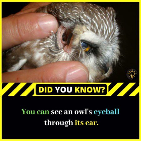 Did you Know