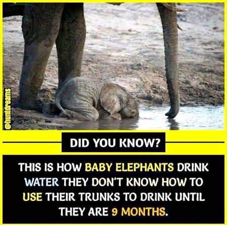 Did you Know
