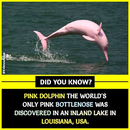 Did you Know