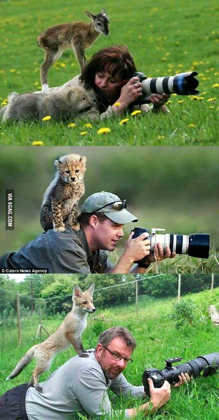 Cute animals being cute ...Amazing one