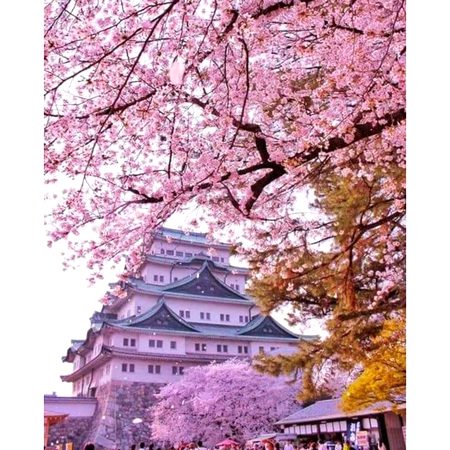 𝘽𝙚𝙖𝙪𝙩𝙞𝙛𝙪𝙡 𝙅𝙖𝙥𝙖𝙣 🇯🇵🌸