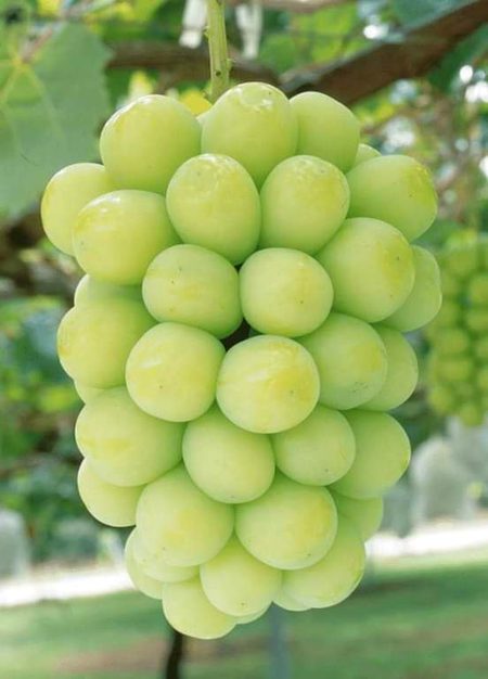 Grapes are sour