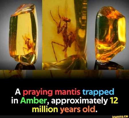 Did you Know