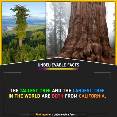 Did You Know