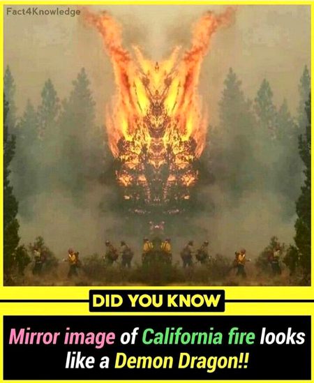 Did you Know