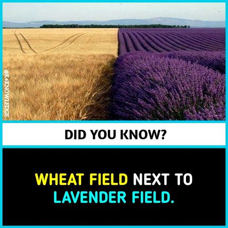 Did you Know