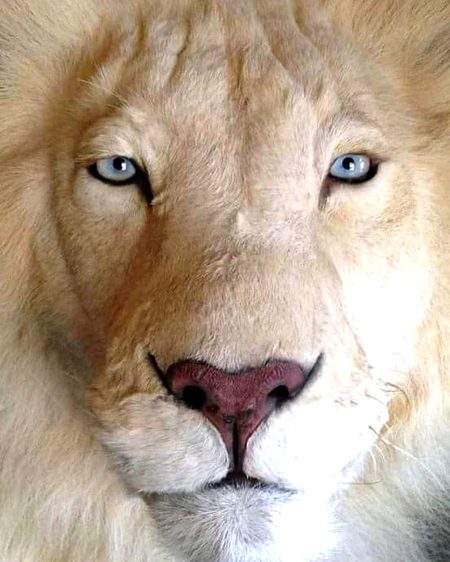 The king whata a click