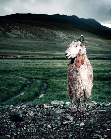 Bara pani deosai national pArk skardu😍
