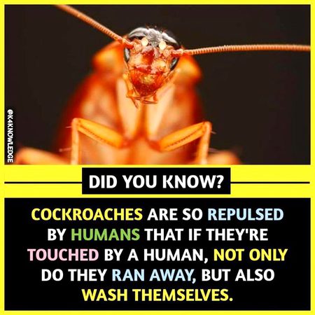 Did you Know