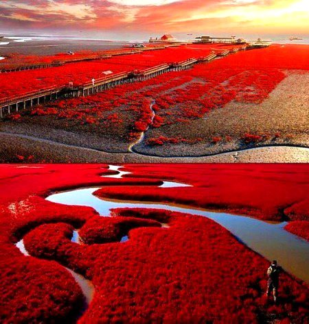 Red beach panjin china